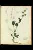  Fol. 107 

Intybus sativa flore albo
Cichorium domesticum
Endivia vulgo.